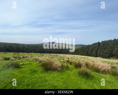 Vista sulla foresta di Afan Foto Stock