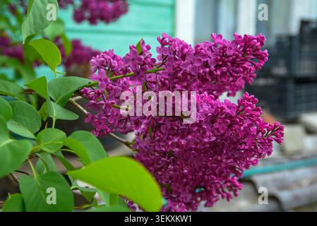 Fioriture lilla viola che fioriscono su un arbusto frondoso in un giardino, catturate alla luce naturale con una morbida sfocatura dello sfondo. Foto Stock