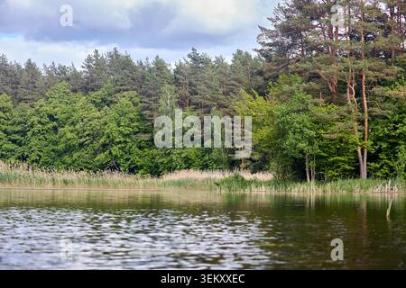 Il tranquillo lago riflette una lussureggiante foresta mista sotto il cielo nuvoloso. Lungo la riva si affacciano fitte foglie verdi, pini alti e canne. Tranquillo spettacolo estivo nella natura c Foto Stock