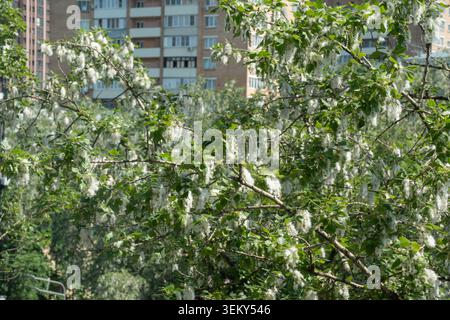 Rami di pioppo ricoperti di semi bianchi e soffici riempiono il paesaggio urbano, con edifici residenziali visibili sullo sfondo durante l'estate. Allergia stagionale Foto Stock