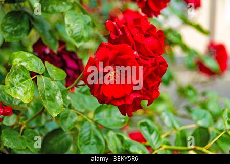 Primo piano di vivaci rose rosse in fiore con fogliame verde e sfondo morbido, fotografato a Hildesheim, Germania. Foto Stock