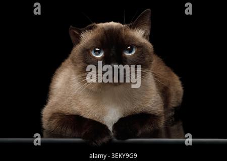 Ritratto del gatto siamese con orecchio danneggiato dopo otite che si osserva su sfondo nero isolato Foto Stock