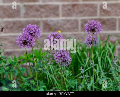 Le cipolle ornamentali (Allium) si distinguono per le grandi infiorescenze sferiche le piante perenni formano palle di pizzo di fiori lilla-viola a forma di stella. Foto Stock