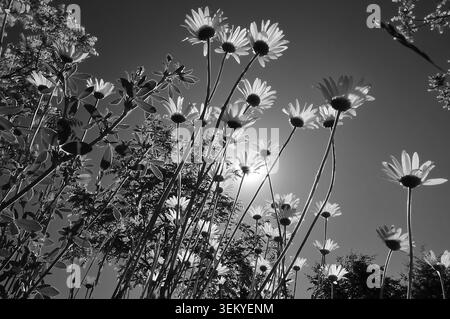 Fotografia in bianco e nero di margherite (Leucanthemum) scattata da una vista panoramica di rana's contro il cielo azzurro dell'estate, Baviera, Germania, Europa Foto Stock