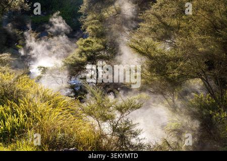 Vapore che sale da un torrente geotermicamente riscaldato nella Waimangu Volcanic Valley, un'attrazione turistica in nuova Zelanda Foto Stock