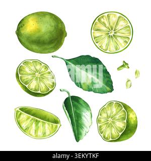 Illustrazione ad acquerello disegnata a mano di un set completo di agrumi con limes interi testurizzati, metà tagliate, una sezione trasversale rotonda, A. Foto Stock
