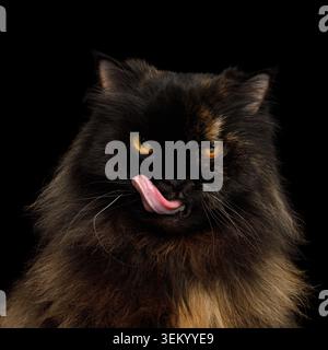 Ritratto di gatto persiano arrabbiato, Rosso con pelliccia marrone, Gazing e Lick su sfondo nero isolato Foto Stock