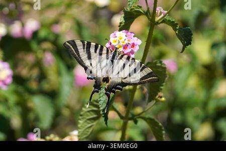Southern Scarce Swallowtail, Iphiclides feisthamelii farfalla, Andalusia, Spagna. Foto Stock