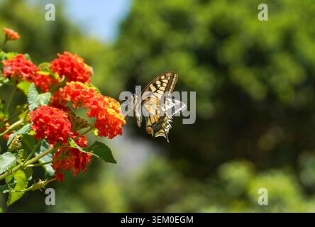 Comune coda di rondine gialla, Papilio machaon, farfalla. Andalusia, Spagna. Foto Stock