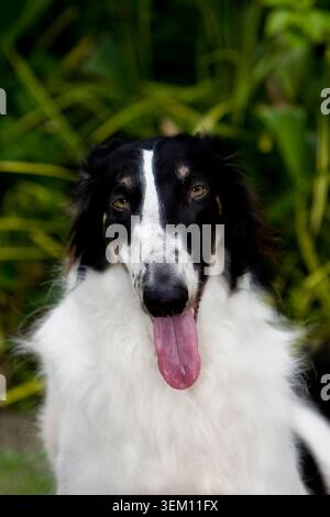 Primo piano Ritratto di un cane Borzoi bianco e nero che canta in un lussureggiante giardino verde Foto Stock