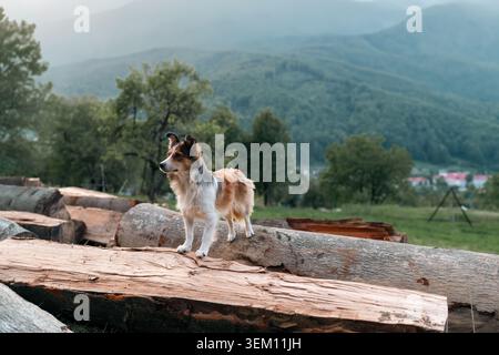 Avvisa il cane collie di confine in piedi su tronchi di legno in un ambiente naturale di campagna. Animali domestici che amano l'avventura all'aperto, la libertà e l'aria fresca. Concetto Foto Stock