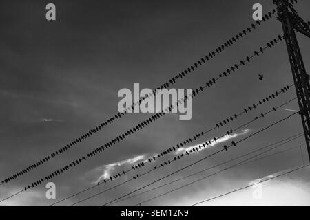 Fotografia in bianco e nero di uccelli seduti su linee elettriche contro un cielo spettacolare con nuvole e interruzioni di luce. Composizione minimalista, forte diago Foto Stock