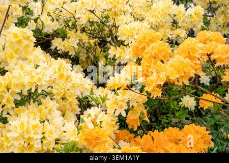 Fiori di rododendro azalea giallo e arancio in piena fioritura, riempiendo la cornice di colore in primavera Foto Stock