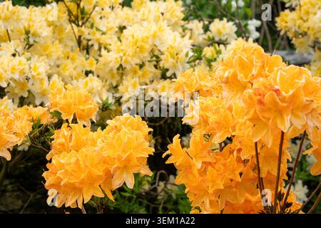 Le azalee gialle e arancioni fioriscono in profusione in un giardino in primavera Foto Stock