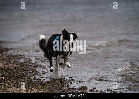 Collie di confine che corre lungo la costa rocciosa di Coniston Water, spruzzando attraverso i fondali bassi indossando un'imbracatura blu Foto Stock
