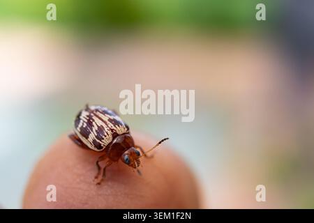 Foto macro di un piccolo scarabeo che poggia sulla punta di un dito umano. L'immagine evidenzia gli intricati motivi delle coperture delle ali dello scarabeo, delicat Foto Stock
