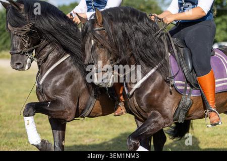 Due donne che si esibiscono in Paso de Dos Ecuestre dressage routine in Spagna Foto Stock