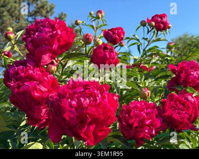 Bellissime peonie nel giardino fiorito Foto Stock