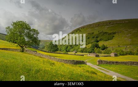 Paesaggio di Swaledale vicino a Muker con campi di ranuncoli, fienili in pietra e muretti a secco nelle Yorkshire Dales. Foto Stock