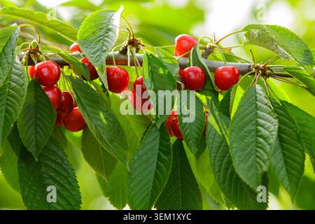 Primo piano di ciliegie biologiche dolci che crescono su un ramo del frutteto, il sole estivo che splende attraverso il verde fogliame, la raccolta agricola con Foto Stock