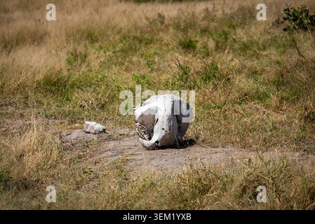 Teschio di elefante su terreno sabbioso nel Parco Nazionale del Chobe, Botswana Foto Stock