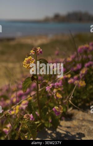 Lantana camara, sa coma, spiaggia, Maiorca, Isole Baleari, Mediterraneo, mare, Unione europea, UE, Spagna Foto Stock