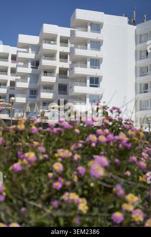 Lantana camara, sa coma, spiaggia, Maiorca, Isole Baleari, Mediterraneo, mare, Unione europea, UE, Spagna Foto Stock