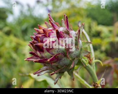 Un carciofo globoso (Cynara cardunculus Scolymus Group) in un giardino nello Shropshire, Regno Unito. Foto Stock