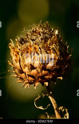 Testa di seme di un cardunculus Cynara alla luce del sole Foto Stock