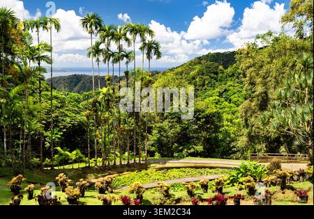 Una vista panoramica del giardino botanico Jardin de Balata in Martinica, Francia, caratterizzato da palme esotiche, un laghetto di giglio e una vista lontana del mare dei Caraibi. Foto Stock