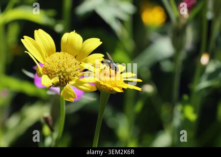 Insetto Greenbottle che si crogiola su un fiore giallo di mais Marigold Glebionis segetum natura selvaggia Foto Stock