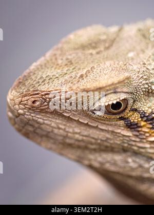 Una chiusura della testa di un drago di acqua Foto Stock