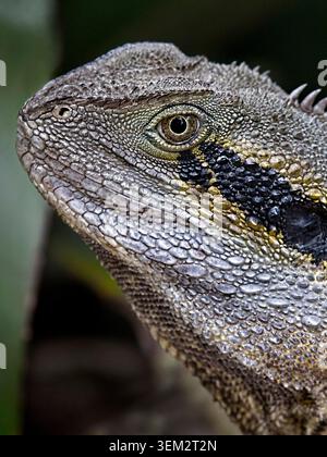 In prossimità della testa di un barbuto acqua dragon Foto Stock