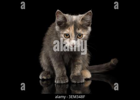 Simpatico gattino Tartaruga, seduto guardando in basso su sfondo nero isolato Foto Stock