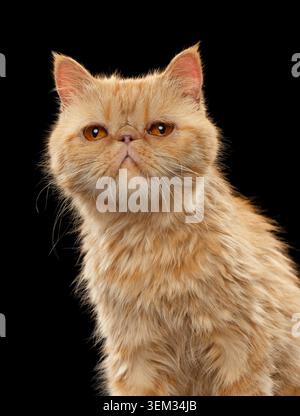 Primo piano Ritratto dello zenzero esotico gatto shorthair su sfondo nero Foto Stock