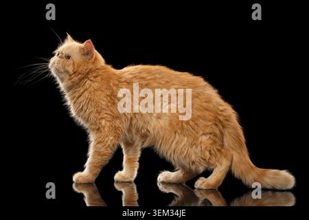 Il gatto esotico dello zenzero si erge sullo sfondo a specchio nero Foto Stock