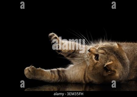 Gatto piegato scozzese che giace e giocoso che solleva zampe isolato su sfondo nero Foto Stock