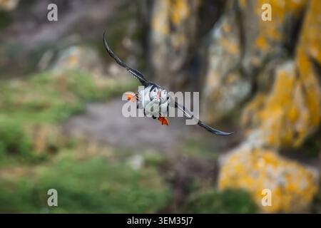 Vista di una puffin atlantica in volo che trasporta cicerelle nel suo becco contro uno sfondo sfocato di scogliere rocciose sulle Isole Saltee, Irlanda. Foto Stock