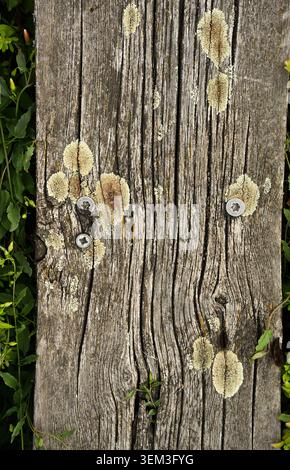 Superficie rustica in legno con crescita di Lichen e piante verdi selvatiche che emergono tra i bordi Foto Stock