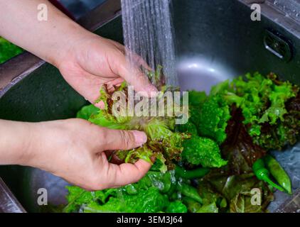 Primo piano di lavare le foglie di lattuga biologica per preparare l'insalata fresca Foto Stock