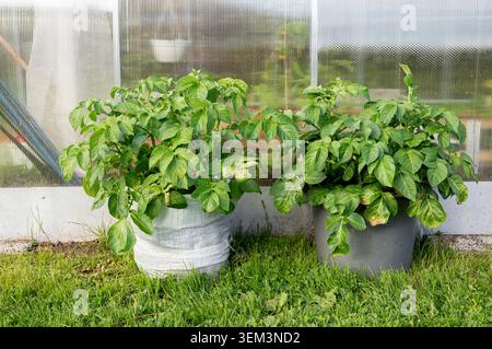 Una pianta di patate Solanum tuberosum che cresce in un sacchetto e in un secchio per piccoli giardini domestici all'aperto. Foto Stock