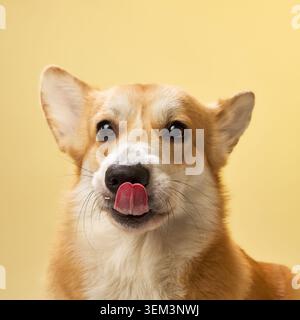 La testa del Corgi gallese Pembroke è centrata in un primo piano mentre si lecca il naso. Lo sfondo è giallo pastello brillante. Foto Stock