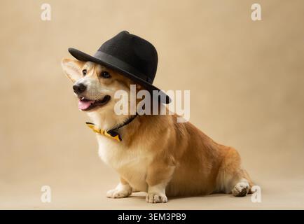 Il cane indossa un cappello in feltro e una cravatta gialla mentre è seduto di profilo. Foto Stock