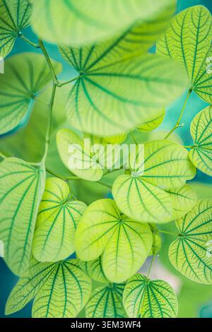 Fresche foglie rotonde di una pianta tropicale in una lussureggiante vegetazione naturale viste dall'alto. Verde vivace a foglia. Foglia verde giardino estivo botanico natura primo piano Foto Stock