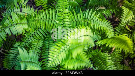 Foglie e fronde di felce verdeggianti nel fitto fogliame della foresta pluviale tropicale, primo piano. Dettaglio di una pianta selvatica della giungla. Vegetazione naturale, foresta botanica estiva Foto Stock