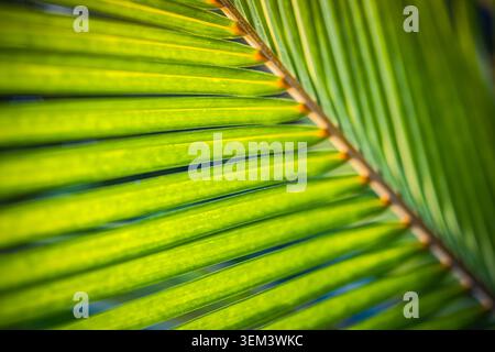 Foglia di palma verde con linee diagonali che brillano alla luce calda del sole, primo piano macro. Dettaglio di fogliame tropicale fresco. Struttura botanica naturale di piante estive Foto Stock