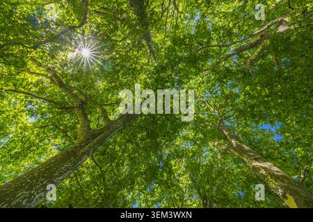 Guarda verso la chioma degli alberi verdi con un bagliore di sole attraverso le foglie in una foresta estiva. Fogliare naturale fresca. Meditazione benessere calma natura verde all'aperto Foto Stock