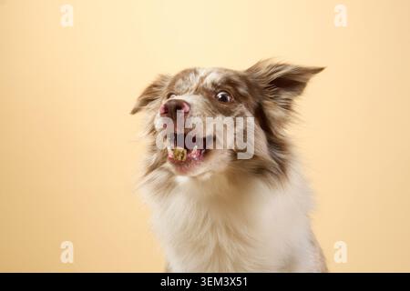 Collie Red merle a sinistra con un tocco leggermente scioccante. Foto Stock