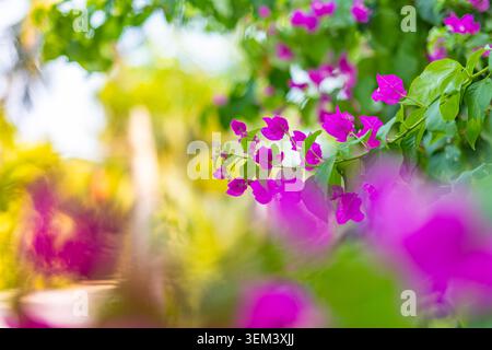 Fiori di bougainvillea rosa in un giardino tropicale con bokeh morbido e sognante illuminato dal sole. Fioritura naturale vibrante. Giardino floreale pianta estiva fiore solare Foto Stock