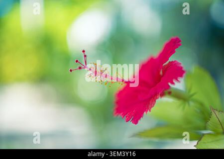 Audace fiore di ibisco rosa rosso in fiore in un giardino tropicale con bokeh verde. Petali esotici natura close-up macro. Pianta floreale estiva luce del sole Foto Stock